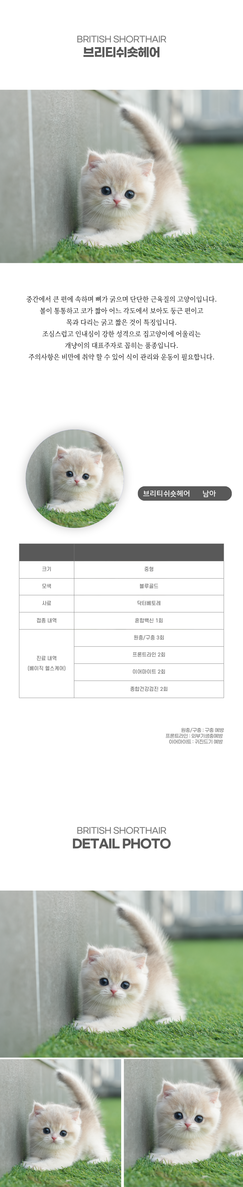 브리티쉬숏헤어_상세이미지_2